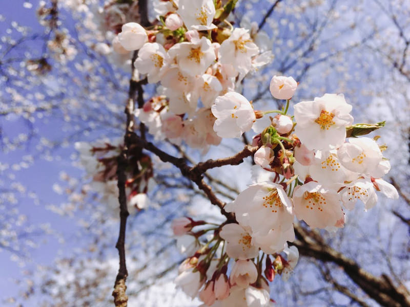 【お花見2017】満開まであと少し！北秋田市鷹巣中央公園の桜