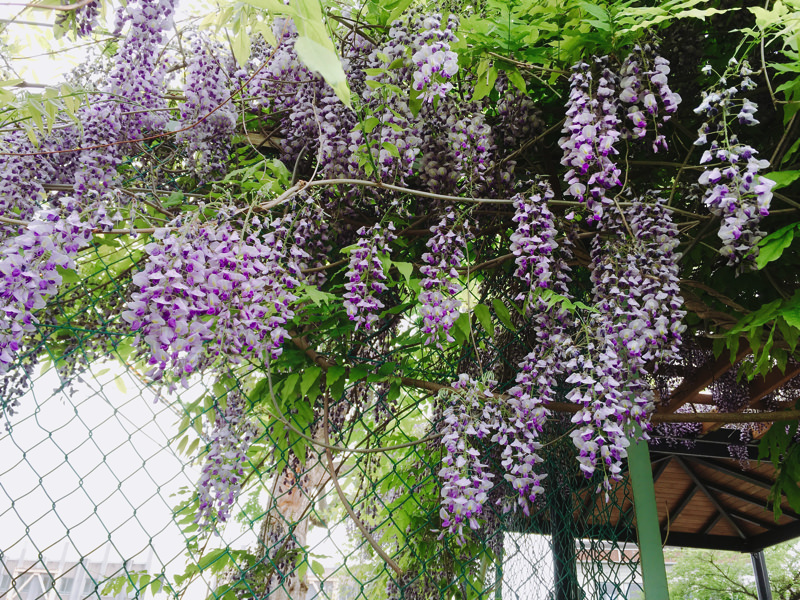 大館市桂城公園の藤の花