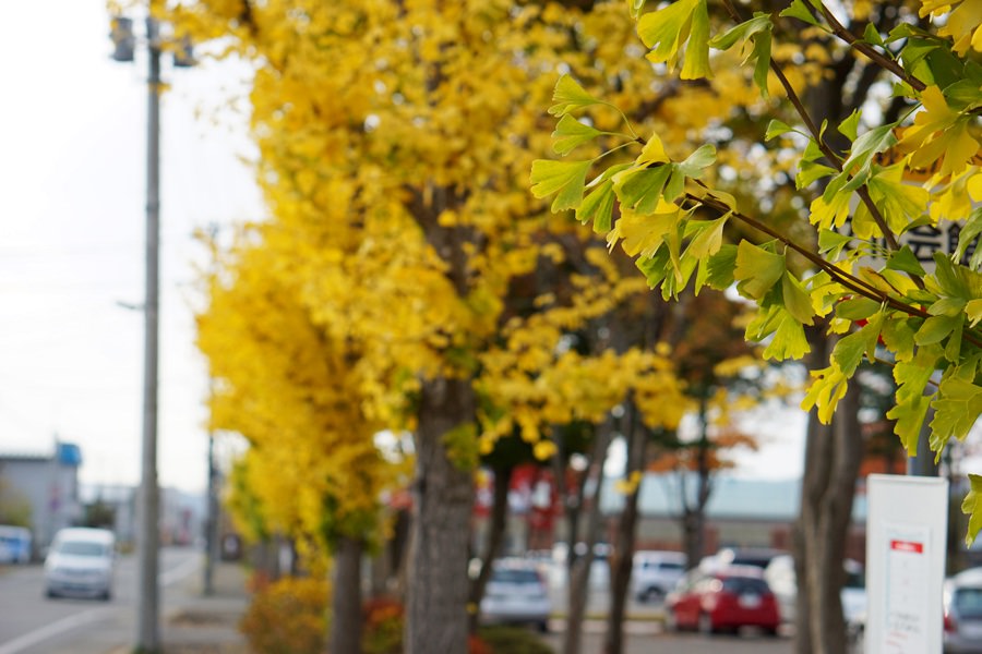 【北秋田市たかのすまち歩き】ファルコン〜三角公園のいちょう並木と紅葉
