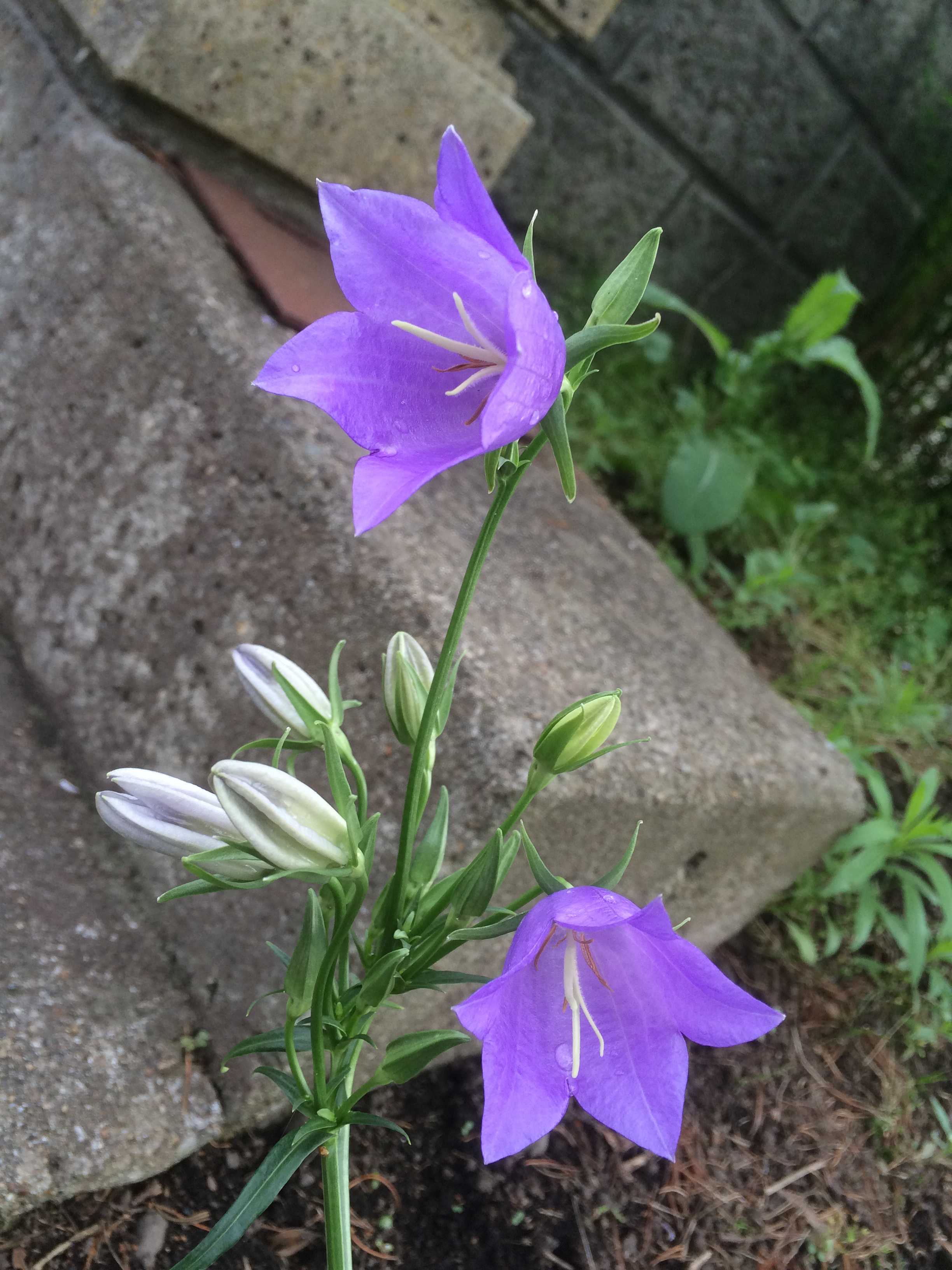 お庭通信6/22　かすみ草と桔梗が開花。