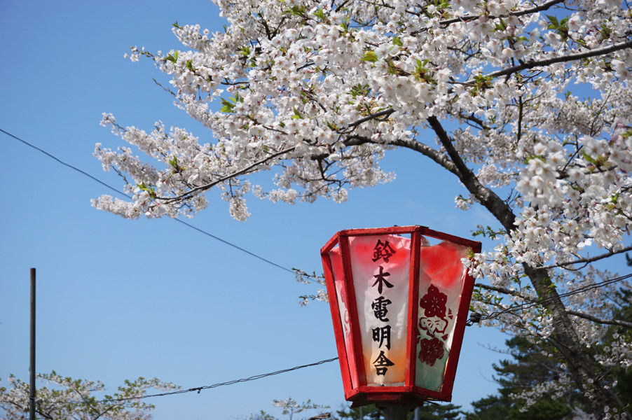 【お花見2017】散り始めていた能代公園の桜