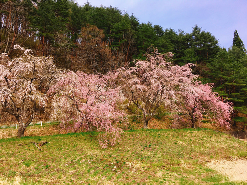 【お花見2017】いろんな種類の桜が楽しめるまったりスポット。大館市岩神ふれあいの森