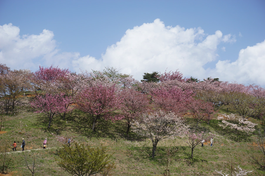 【お花見2017】のんびり散策におすすめ。井川町日本国花苑の桜